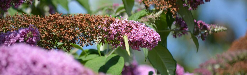 2015-08-25 1144 bis - Technologie et Consommation